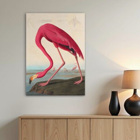 Flamingo (illustration)